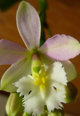 Epidendrum.jpg