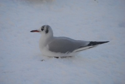 snowland 077yy.jpg