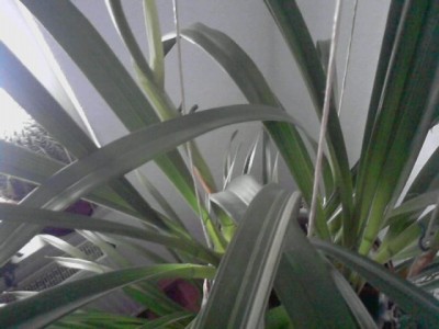 panaschierte cymbidium2.JPG