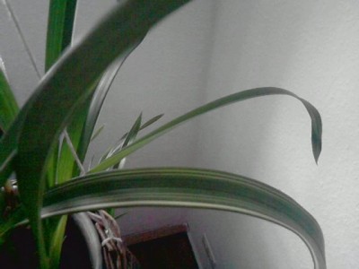 panaschierte Cymbidium.JPG