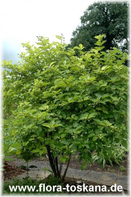 cephalanthus_occidentalis_hohenheim_4_-_210607.jpg