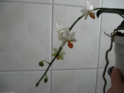 Phalenopsis 004.jpg