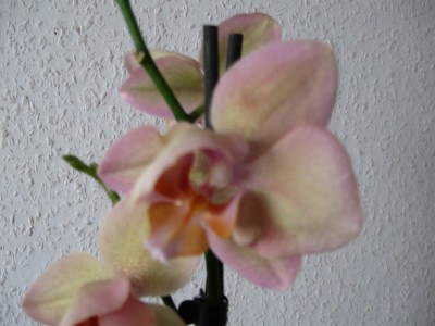 Phalenopsis 002.jpg