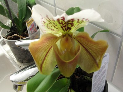 Paphiopedillum 001.jpg