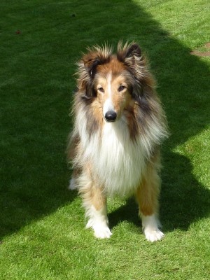 Rico, fast 13 Jahre alt.jpg