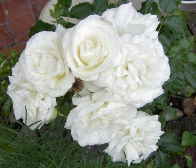 weisse Rosen aus....JPG