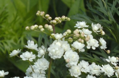 Kopie (2) von BILD0297.JPG