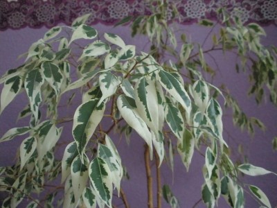 Benjamin panaschiert.JPG