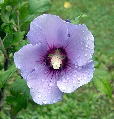 Hibiscus syriacus 'Blue Bird'.JPG