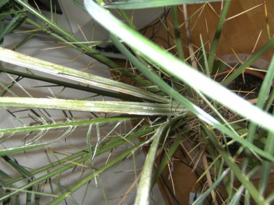 BILD0540 (Mittel).JPG
