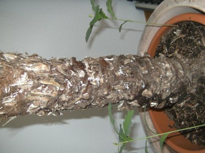 BILD0541 (Mittel).JPG
