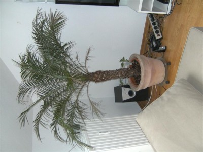 BILD0542 (Mittel).JPG
