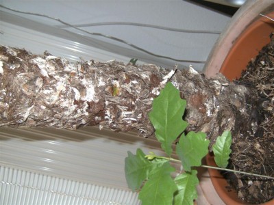 BILD0543 (Mittel).JPG