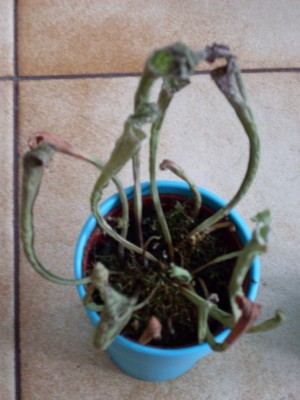 SDC12700.JPG