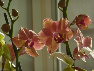 Phalaenopsis.jpg