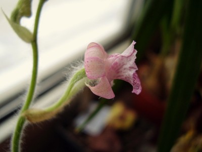 Calanthe cardioglossa (5).jpg