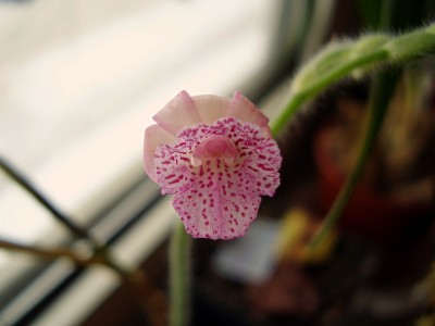 Calanthe cardioglossa (4).jpg