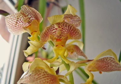 Grobya amherstiae (6).jpg