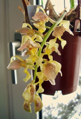 Grobya amherstiae (4).jpg
