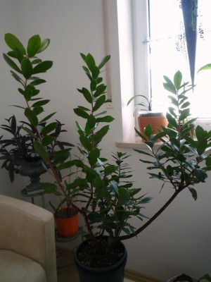 Erdbeerbaum.JPG