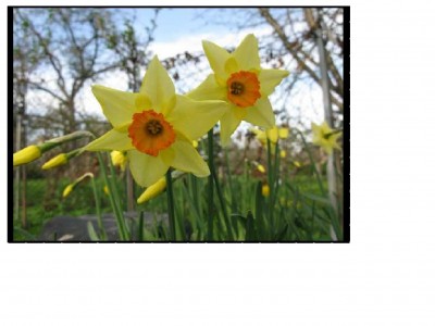 28.12.10 von Rose.jpg