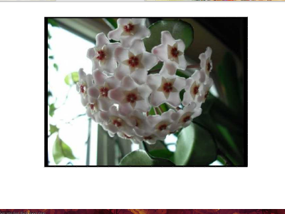 Hoya.png