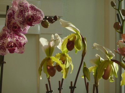 Paphiopedilum und Phalaenopsis.jpg