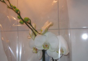 Phalenopsis 005-1.jpg