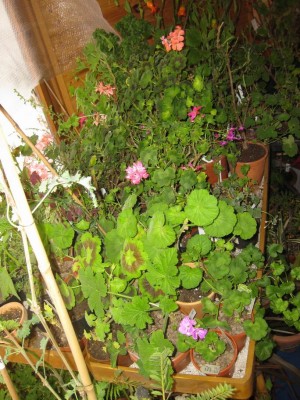 Größenänderung IMG_2579.JPG