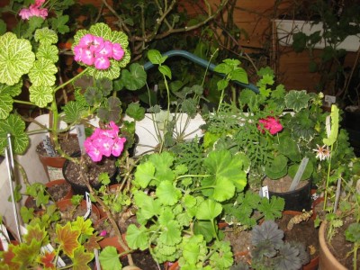 Größenänderung IMG_2584.JPG