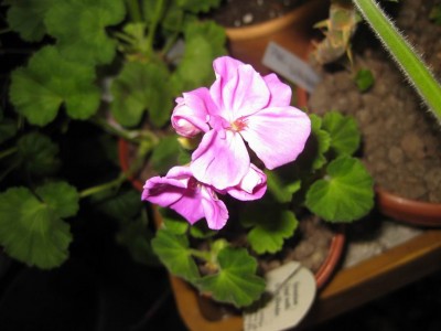 Größenänderung IMG_2582.JPG