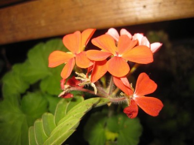 Größenänderung IMG_2580.JPG