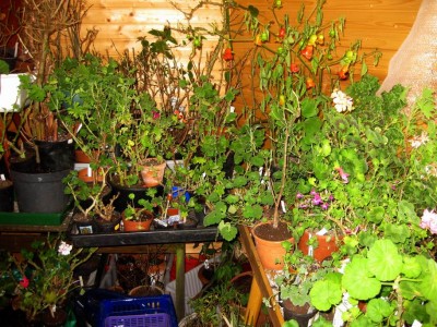 Größenänderung Wiederbelichtung von IMG_2583.JPG