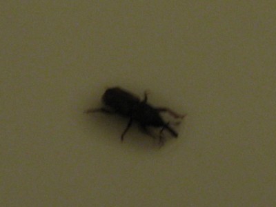 IMG_9574.JPG