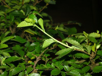 Green-24 01.jpg