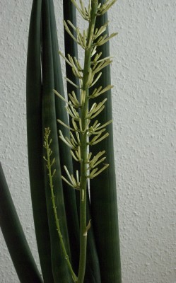 Sansiblüh-2.jpg