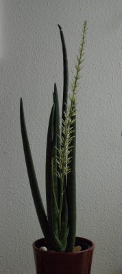 Sansiblüh-1.jpg