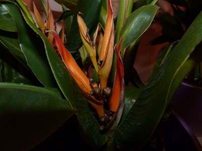heliconia blüte.jpg
