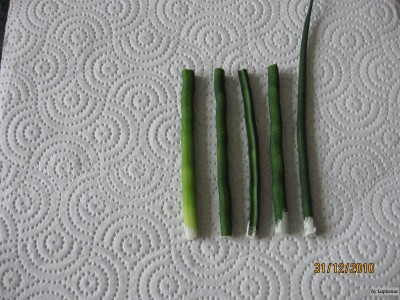 S. bacularis. 4583.jpeg
