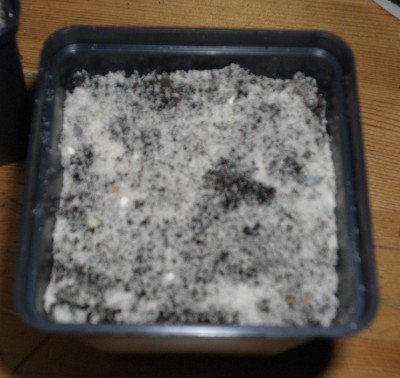 DSCI0040.JPG