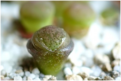 babymakro02.jpg