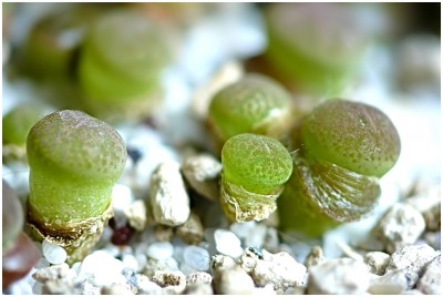 babymakro01.jpg