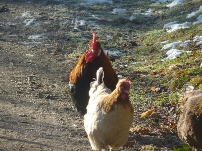 Hahn und Huhn.jpg