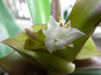 Tradescantia-spathacea-Blüt.jpg