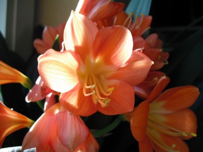 Clivie 01.01.11.jpg