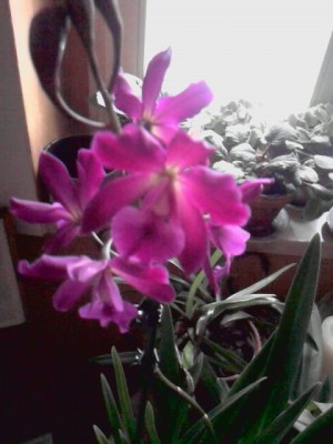 Cattleya...JPG