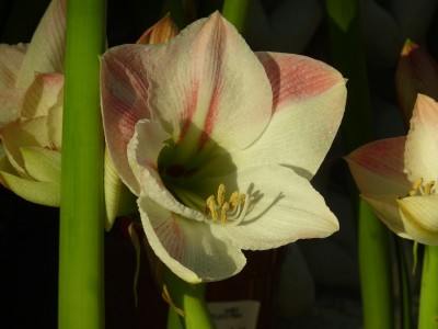 hippeastrum3.jpg
