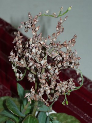 P1090433.jpg