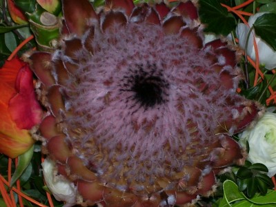Protea.jpg