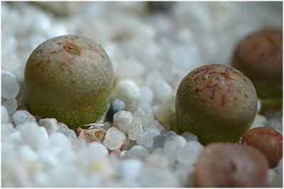 babymakro03.jpg